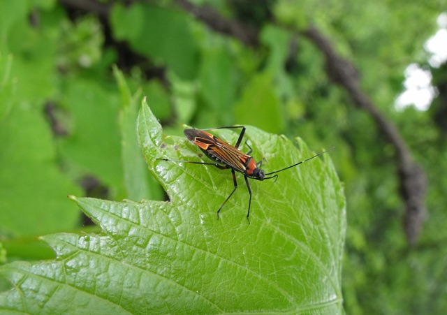 Miridae: Miris striatus dell''appennino